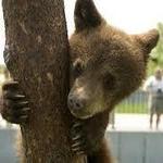 Bear Country USA