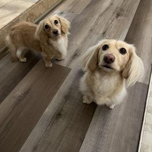 Treats for the Weenies