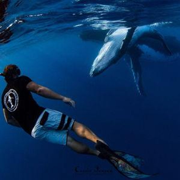 Swimming with Whales In Mo'orea
