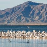 Salton Sea
