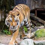 Lincoln Park Zoo