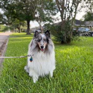 Dog Door For Jack's Freedom
