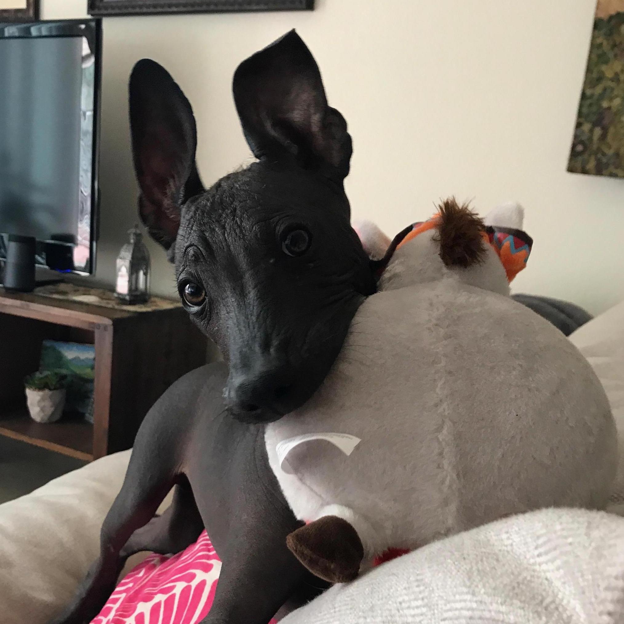 Puppy Abuelo!