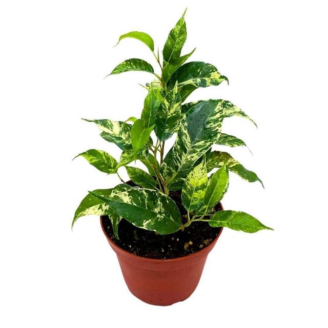 BubbleBlooms Ficus El Dorado 4 inch Benjamina Variegated Weeping Fig