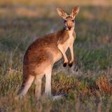 Hanging out with the 'Roos