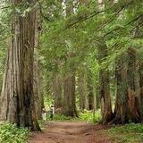 Ross Creek Cedars Scenic Area