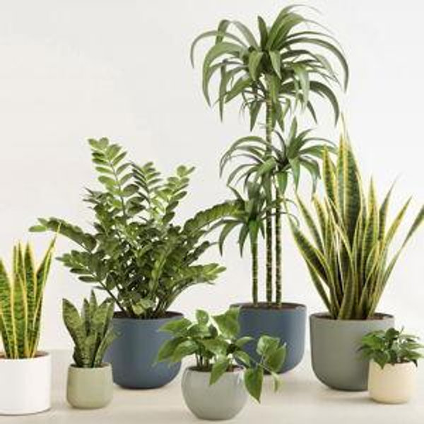 Easyplant Gift Card: Easy-Care Self-Watering Plants