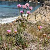 Sea Ranch Wildflowers