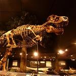 Museum of the Rockies