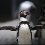 Columbus Zoo and Aquarium