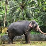 Punnathur (Elephant) Kotta