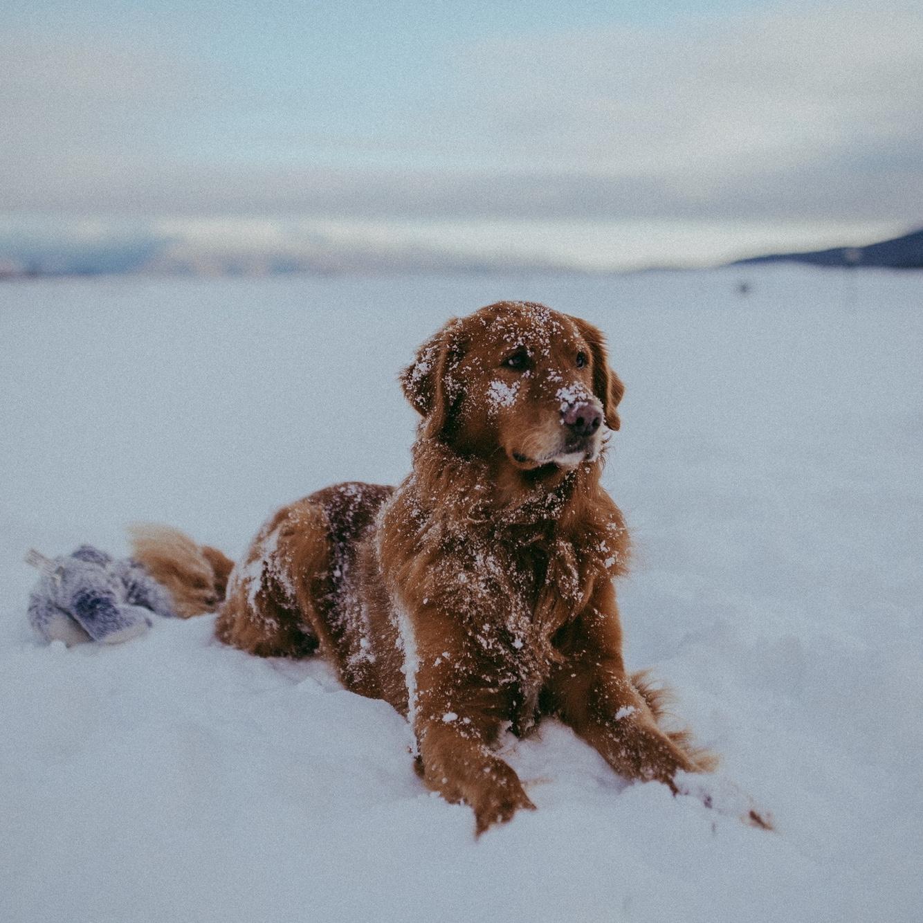 A good boy