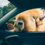 Briarwood Ranch Safari Park