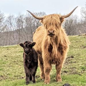 Have the highland cows moved up to our ceremony site