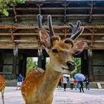 Nara Park (60 minutes by train south of Kyoto)