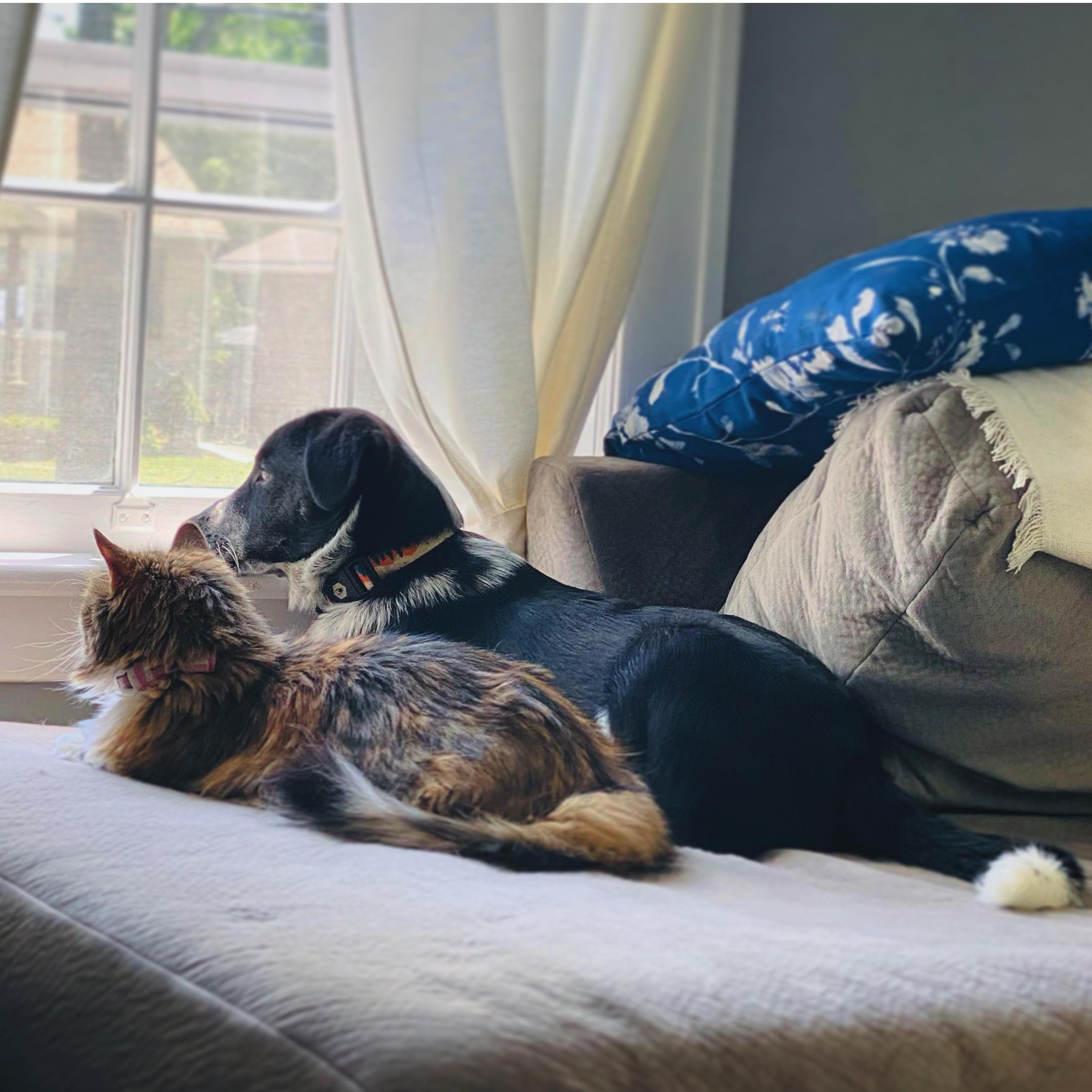Fletcher and Arya in their favourite spot