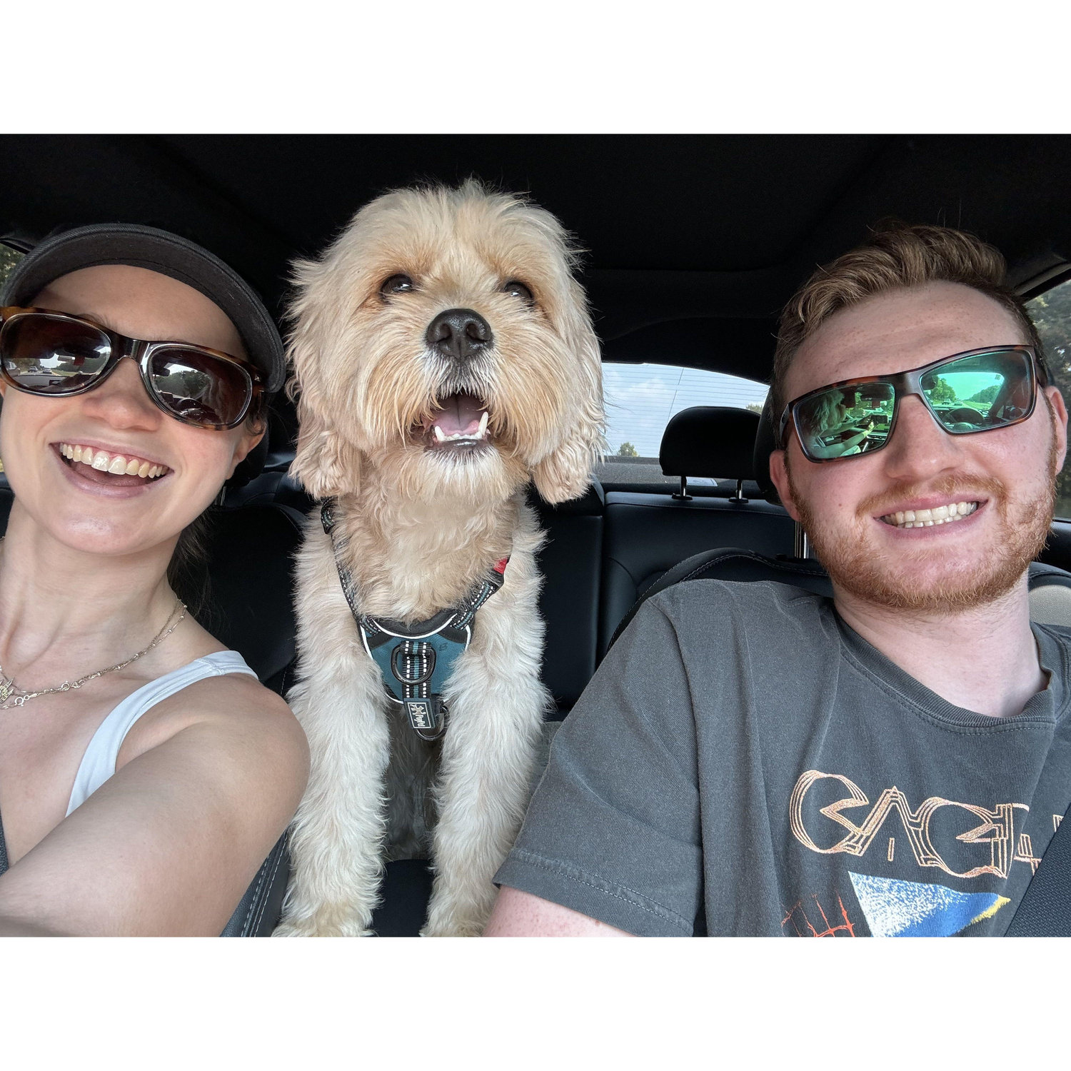 Picking up our third member of the family, our cavapoo Willie!