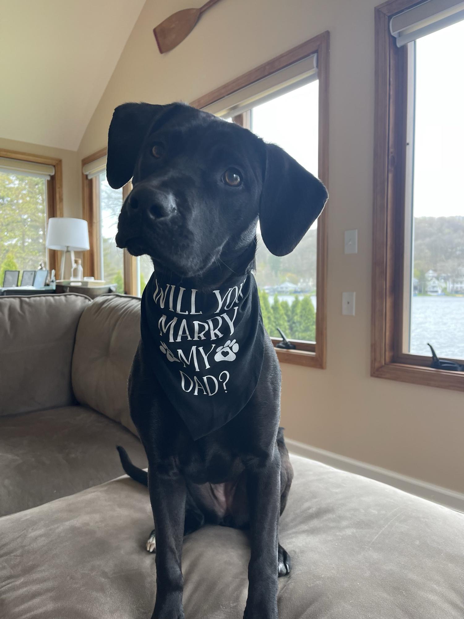 Millie helping with the proposal