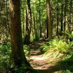 Best Trails to Hike & Bike on Bainbridge Island
