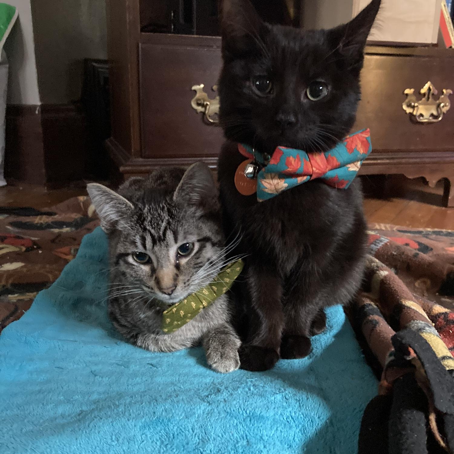 Baby Sam and Frodo