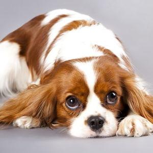 Puppy Fund