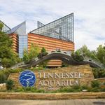Tennessee Aquarium
