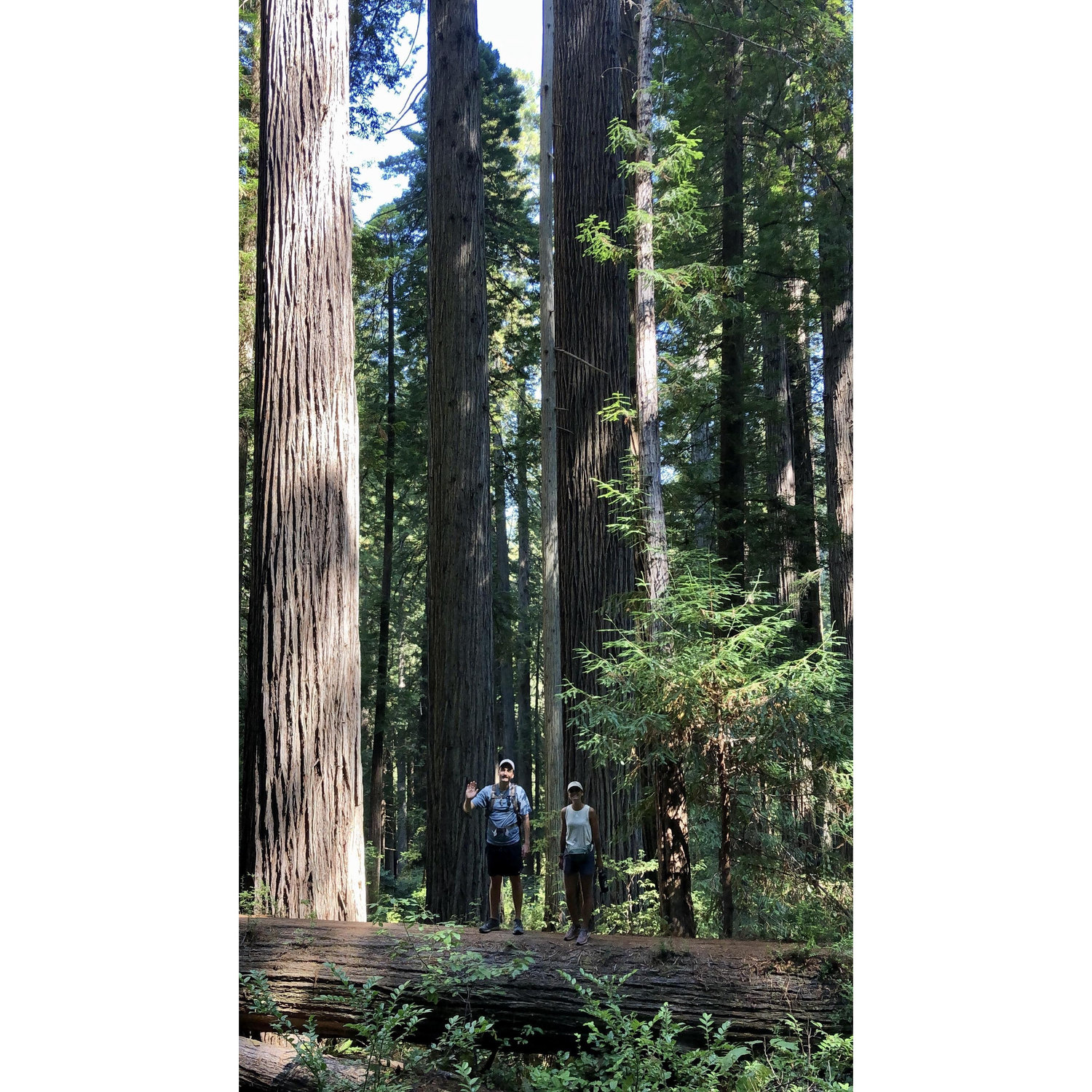Hiking through the redwoods