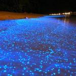 Bioluminescent Bay