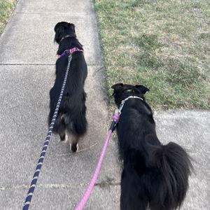 Doggie Day Care/Dog Walking