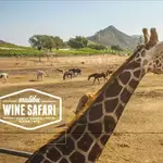 Malibu Wine Safaris