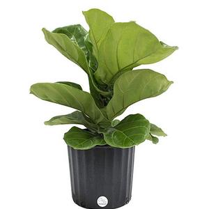 Costa Farms Premium Live Indoor Ficus Lyrata, Fiddle-Leaf Fig Floor Plant in 8.75-Inch Grower Pot, Shipped Fresh From Our Farm, Excellent Gift