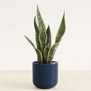 Self-Watering Plants for Easy-Care Plants | easyplant