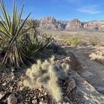 Red Rock Canyon National Conservation Area