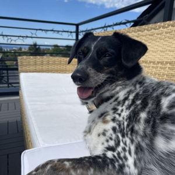 upgrading our patio furniture and yard