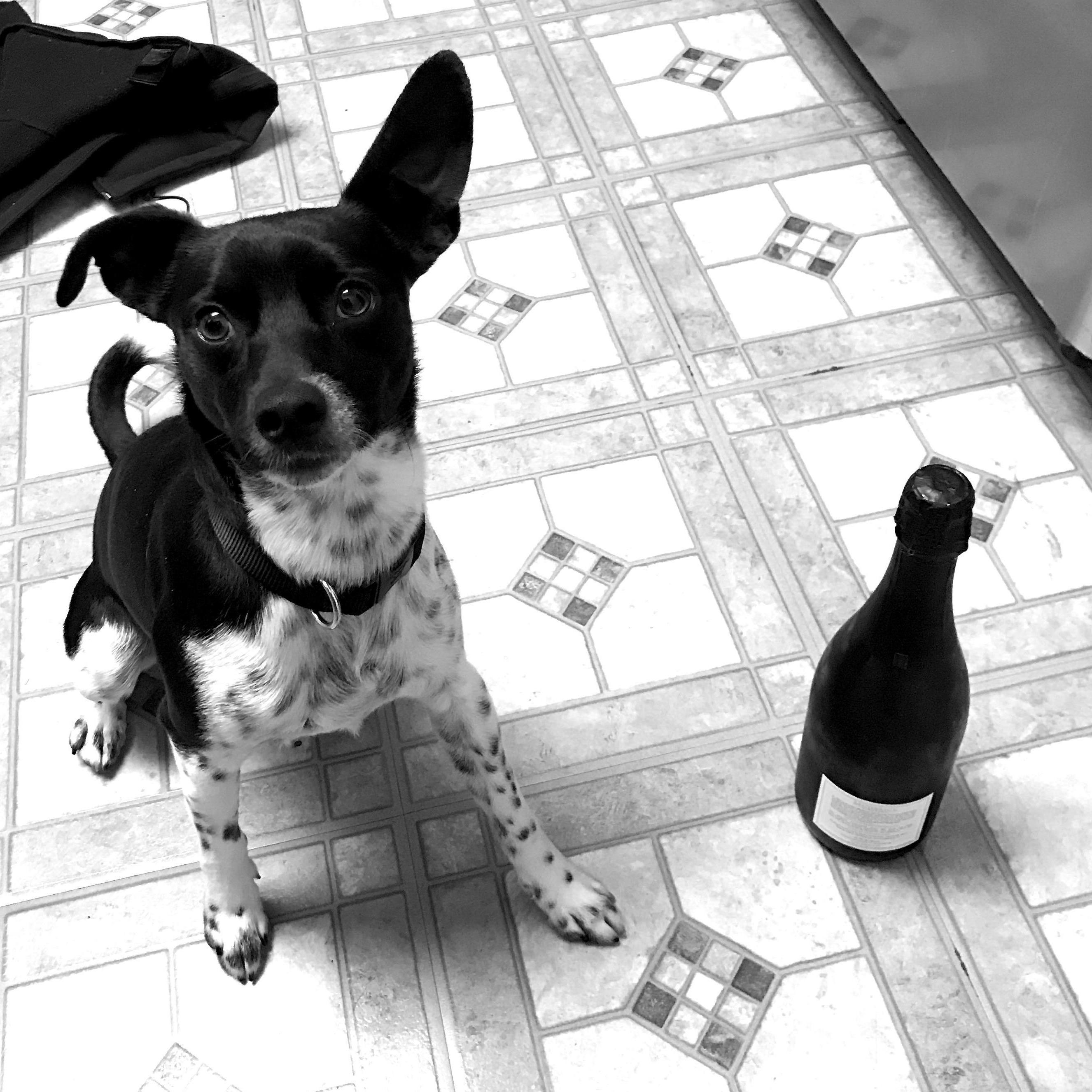 EyeWhy: is the champagne there to celebrate or is it in the picture for scale?