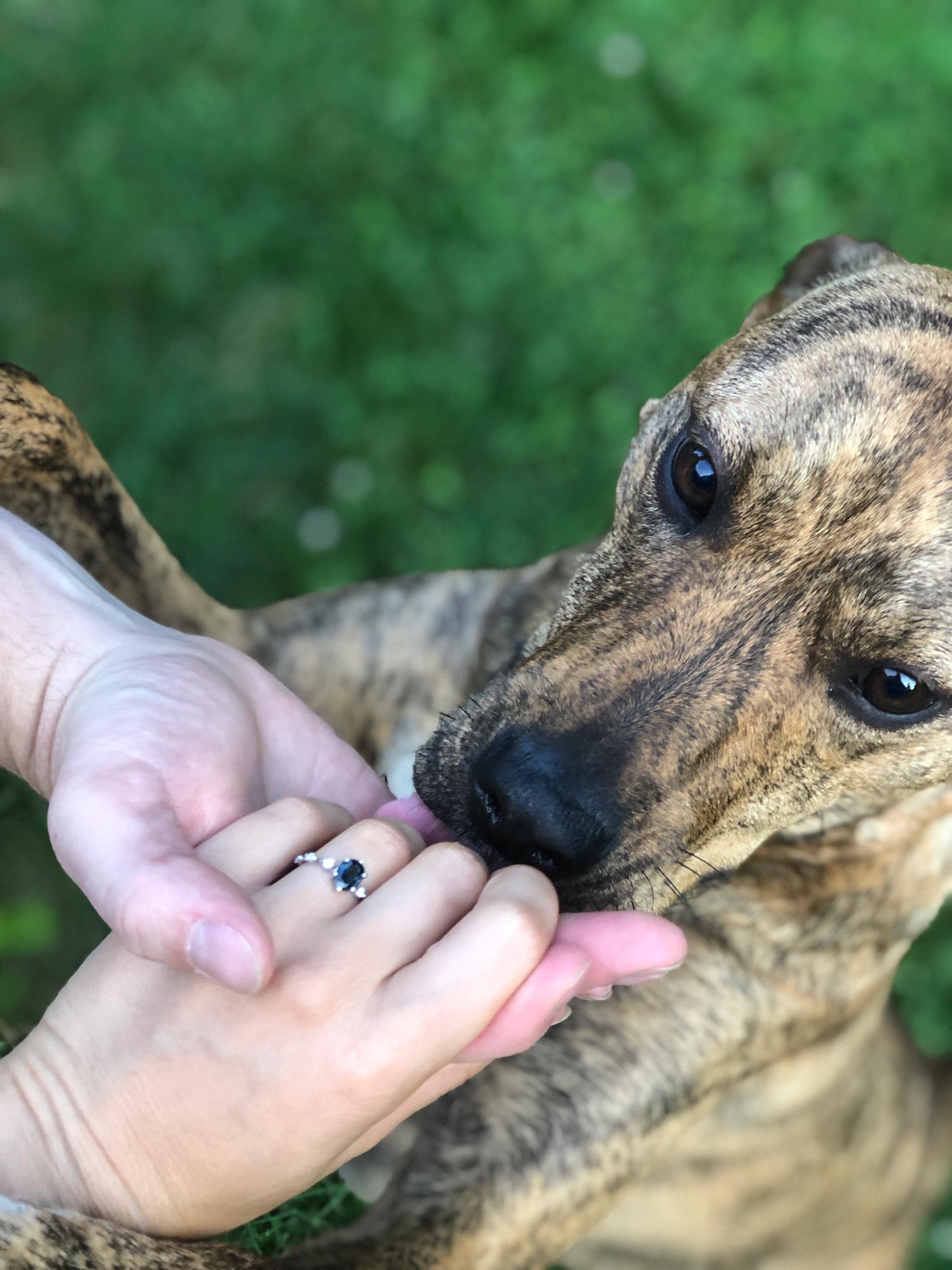 Séamus approves the ring!