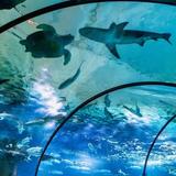 Omaha's Henry Doorly Zoo and Aquarium