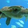 OdySea Aquarium