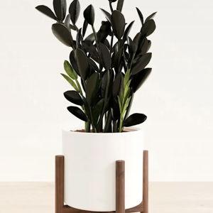 Black ZZ Plant for Sale | Striking & Low-Maintenance | easyplant
