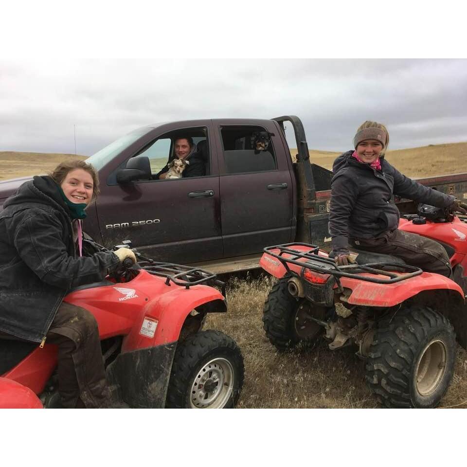 Moving cows, Jordan is accompanied by Dixie and Dany