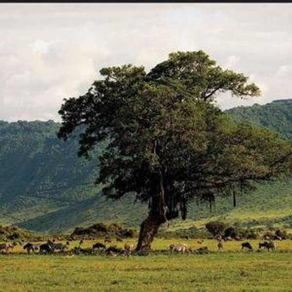Ngorongoro Crater Day Trip