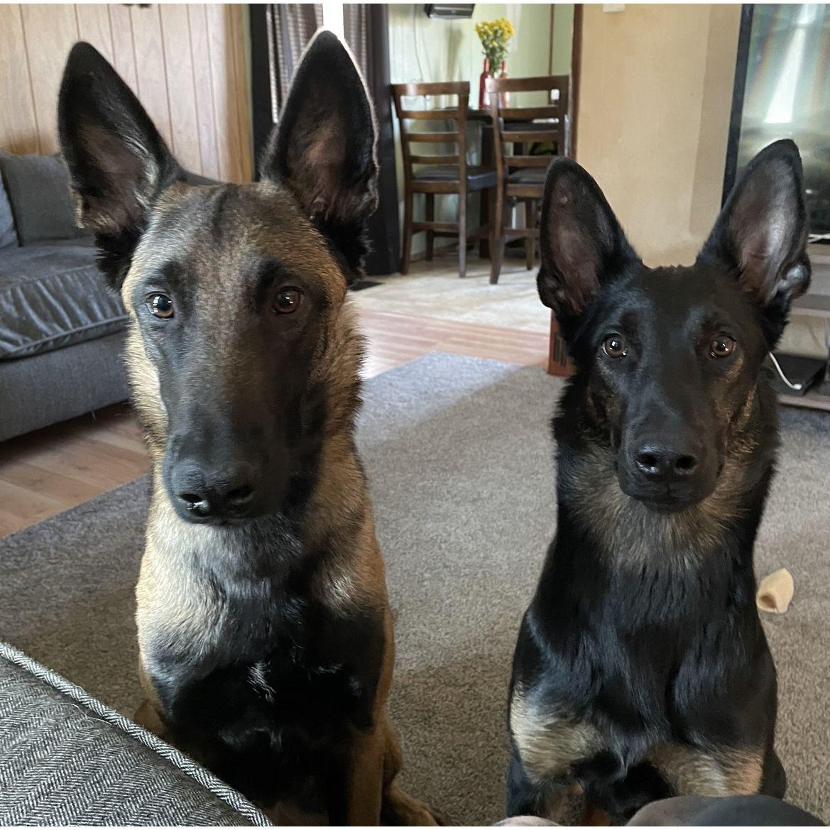 Our favorite furry babies.