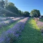 Mom-Mom's Lavender