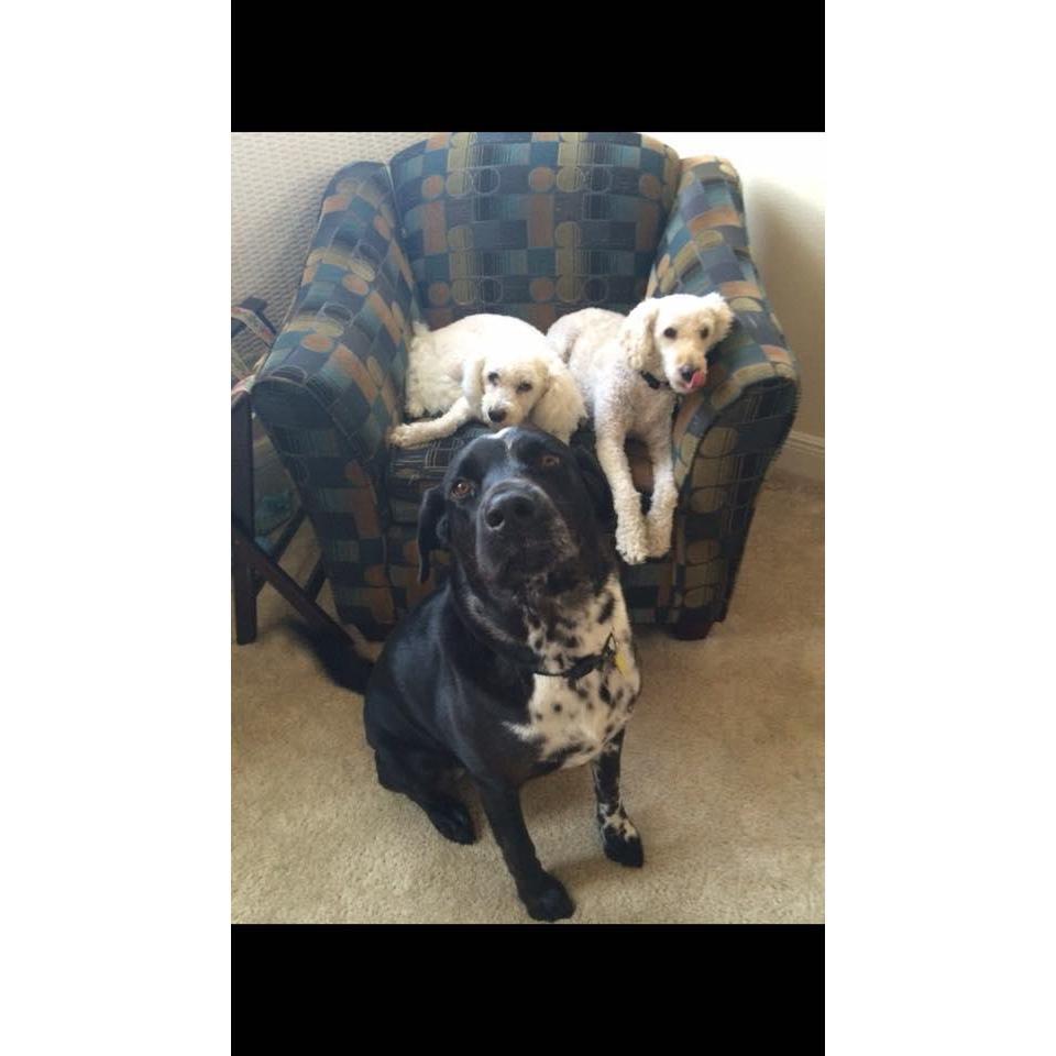 Brother (front), Frosty (left and always in our hearts), Zazu (right)