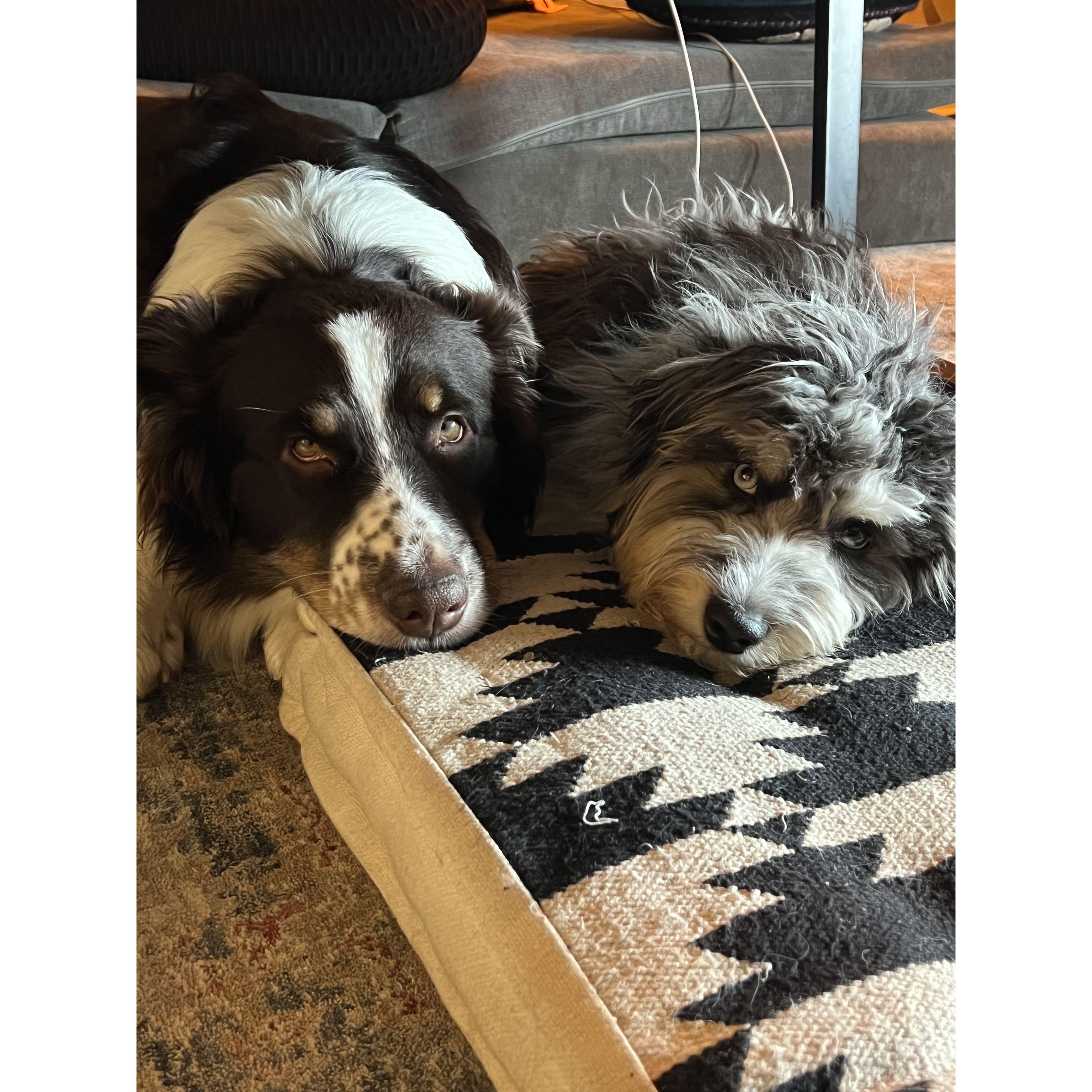Our babies, Dante (left) & Dass (right)