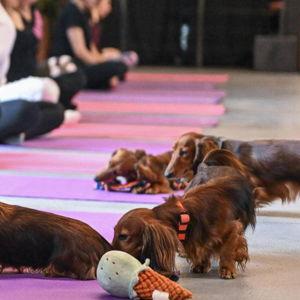 Puppy Yoga dachshund