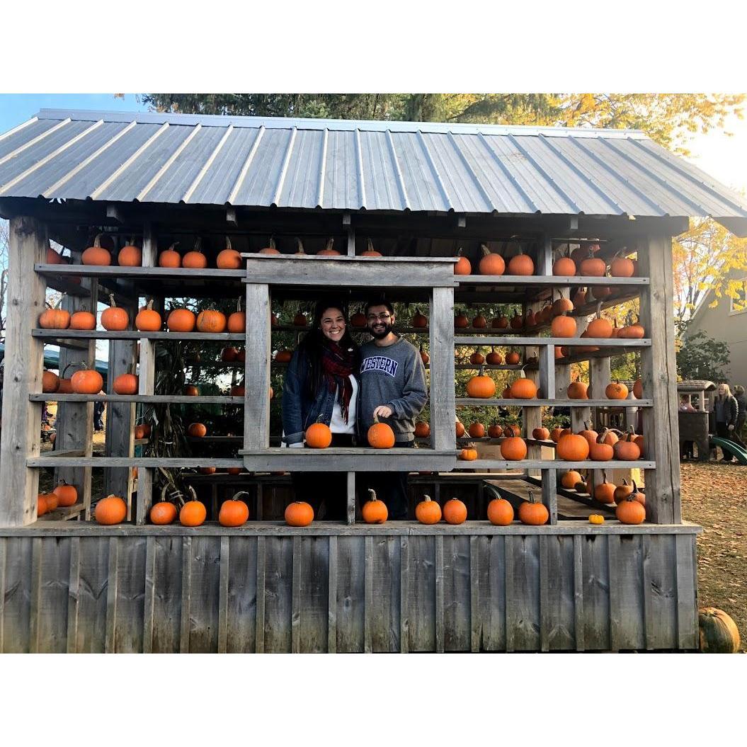 Cutest pumpkins in the patch - October 2019
