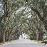Magnolia Avenue