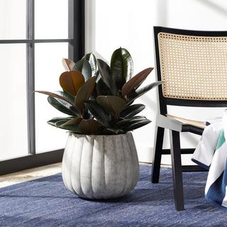 Kaston Planter