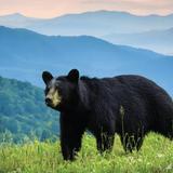 Explore the Great Smoky Mountains